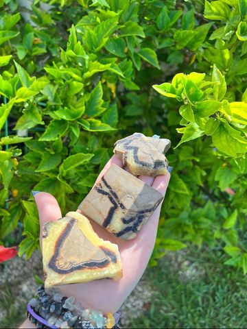 Septarian Slabs